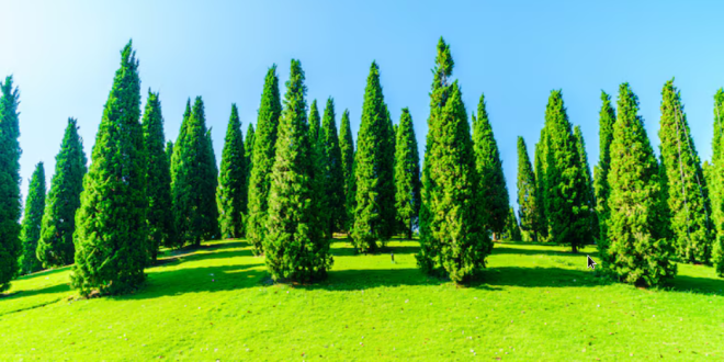 -Guide du soin des arbres : techniques d’entretien, tailles et traitements essentiels