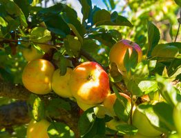 Quels arbres fruitiers offrent les meilleures récoltes dans votre région ?