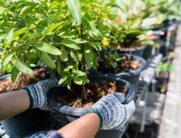 Comment une pépinière spécialisée garantit-elle la qualité de vos plantations ?