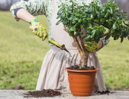 Quels arbres d’ornement privilégier pour un aménagement paysager durable ?