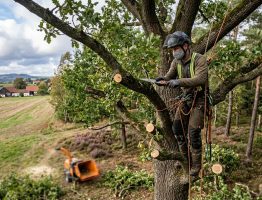 Élagage et éclaircie de houppier : réduire prise au vent et tempête